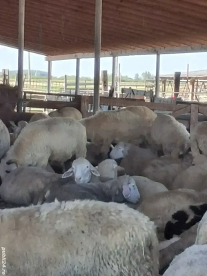 Berbeci ile de France și brezi de vânzare