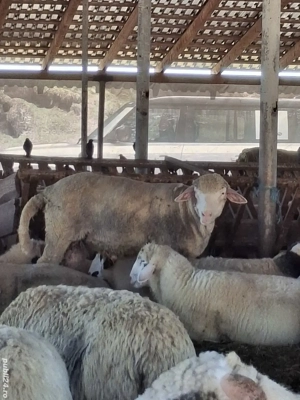 Berbeci ile de France și brezi de vânzare - imagine 2