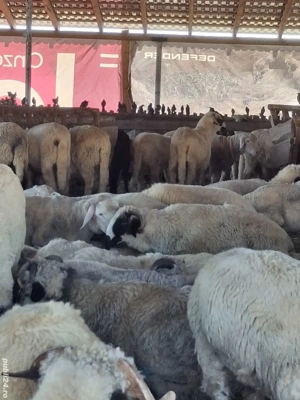 Berbeci ile de France și brezi de vânzare - imagine 3