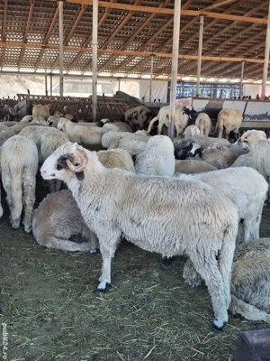 Berbeci ile de France și brezi de vânzare - imagine 4