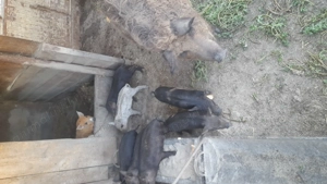 Porc mangalita - imagine 2