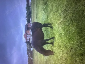 Armasar pentru monta 