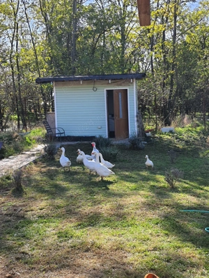 Casa +teren de vânzare Nicolae Bălcescu Calarasi