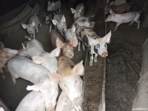 Purcei de vânzare 250 lei bucata , Pătulele, Mehedinți!