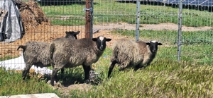 Miei și mieluțe romanov - imagine 3