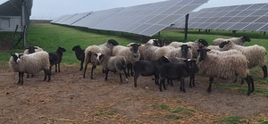 Miei și mieluțe romanov - imagine 2