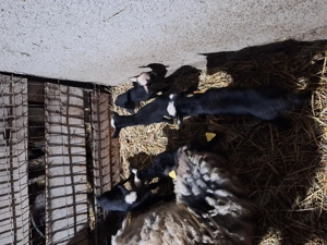 Miei și mieluțe romanov - imagine 5