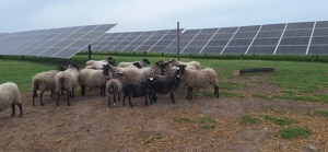 Miei și mieluțe romanov - imagine 4