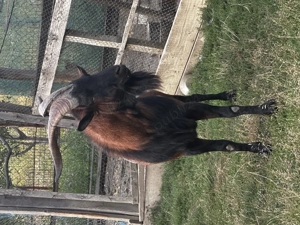 Țapi foarte buni de montă - imagine 2 Țapi foarte buni de montă - imagine 2