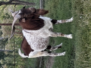 Țapi foarte buni de montă - imagine 4 Țapi foarte buni de montă - imagine 4