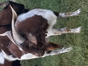 Țapi foarte buni de montă - imagine 3 Țapi foarte buni de montă - imagine 3