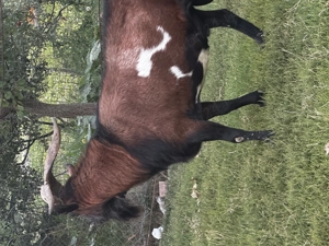 Țapi foarte buni de montă - imagine 5 Țapi foarte buni de montă - imagine 5