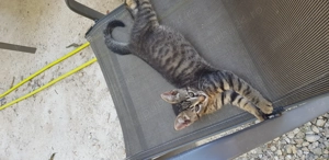 Motănel drăguț drăguț  - imagine 5