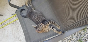 Motănel drăguț drăguț  - imagine 4