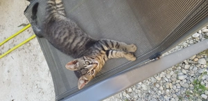 Motănel drăguț drăguț  - imagine 3