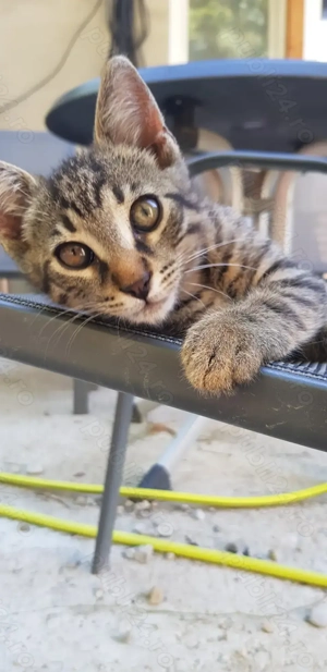 Motănel drăguț drăguț 