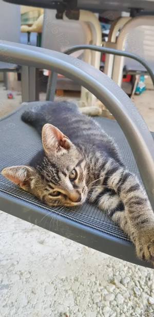 Motănel drăguț drăguț  - imagine 2