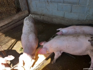 Grasuni de vanzare - imagine 3 Grasuni de vanzare - imagine 3