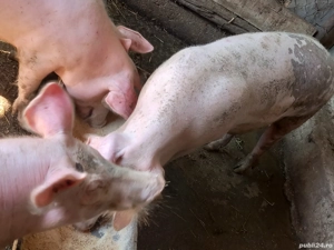 Grasuni de vanzare - imagine 2 Grasuni de vanzare - imagine 2