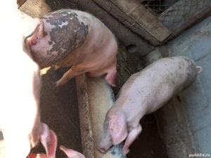 Grasuni de vanzare - imagine 5 Grasuni de vanzare - imagine 5