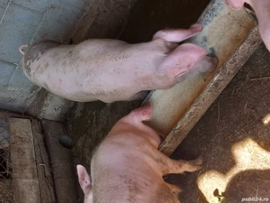 Grasuni de vanzare - imagine 4 Grasuni de vanzare - imagine 4