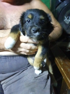 Adopție catelusi rasa mica - imagine 2