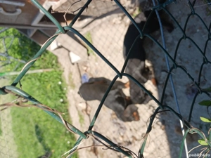 schimb tekkel  - imagine 2