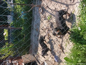 schimb tekkel  - imagine 4