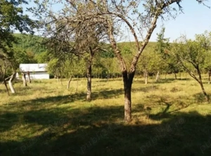 Vand cabana+teren(livada) - imagine 8