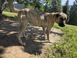 Femela superba alabai&kangal pt paza curte - imagine 3