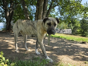 Femela superba alabai&kangal pt paza curte - imagine 2