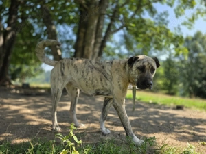 Femela superba alabai&kangal pt paza curte - imagine 5