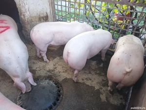 Vand porci calitatea 1 - imagine 3