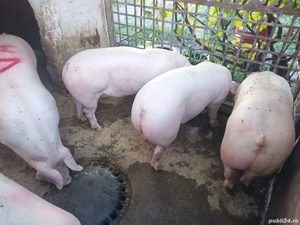 Vand porci calitatea 1 - imagine 2