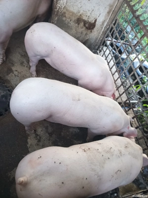 Vand porci calitatea 1 - imagine 4