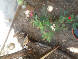 Vand Zebră Cinteza australiana fetita 