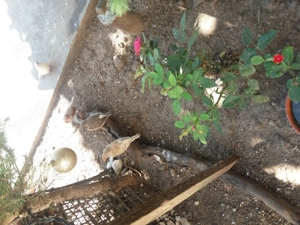 Vand Zebră Cinteza australiana fetita  - imagine 2