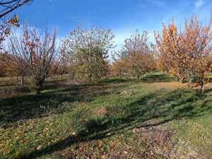 Teren Măgurele Ph Oportunitate 3325mp