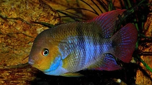 Vand pesti Cichlasoma sajica - direct din crescatoria proprie 