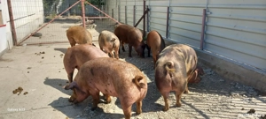 porci mari - imagine 5 porci mari - imagine 5