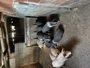 Vând purcei  - imagine 2 Vând purcei  - imagine 2