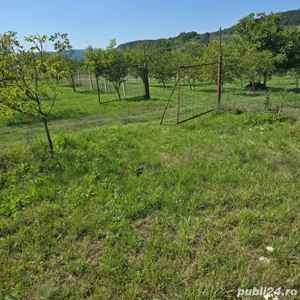 vand livada nuci si pomi fructiferi - imagine 5