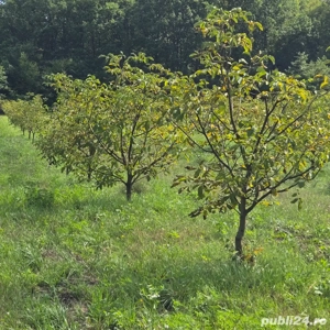 vand livada nuci si pomi fructiferi - imagine 3
