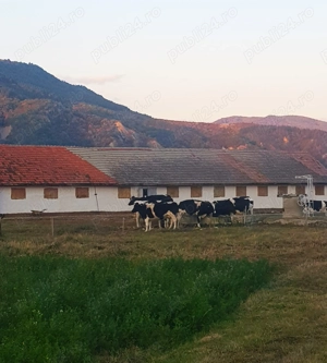 !!! Direct proprietar! De vânzare teren agricol cu fermă   proprietate rurală  Cislău, jud. Buzău  - imagine 7