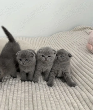 British scottish fold pui - imagine 3 British scottish fold pui - imagine 3