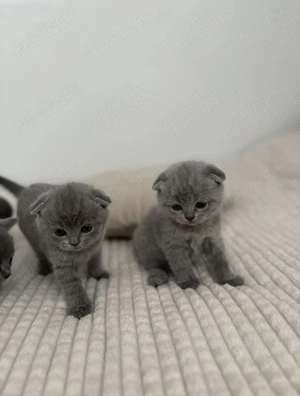 British scottish fold pui - imagine 4 British scottish fold pui - imagine 4