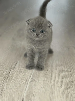 British scottish fold pui - imagine 2 British scottish fold pui - imagine 2