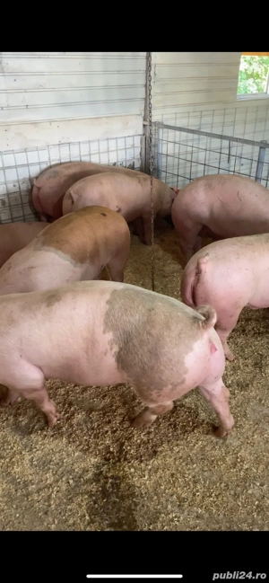 de vanzare porci de carne 