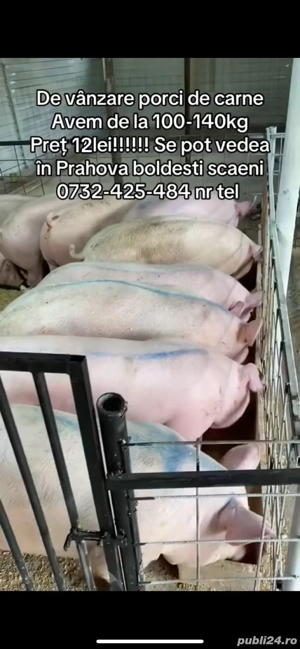 de vanzare porci de carne  - imagine 2