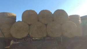 Baloti  rotunzi paie de grau 60-80 ron buc